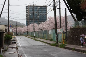 川津小学校を囲むサクラ並木