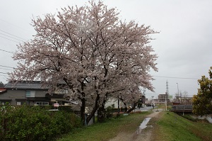 朝酌川の２本のサクラ