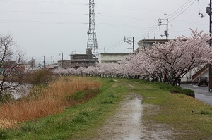 朝酌川のサクラ並木