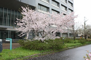 大学構内のサクラ(その１)